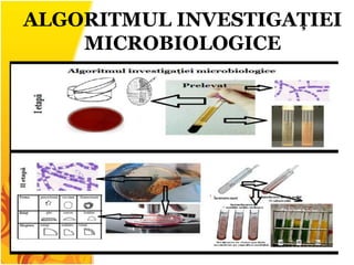 ALGORITMUL INVESTIGAȚIEI
MICROBIOLOGICE
 