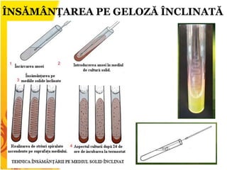 ÎNSĂMÂNȚAREA PE GELOZĂ ÎNCLINATĂ
 