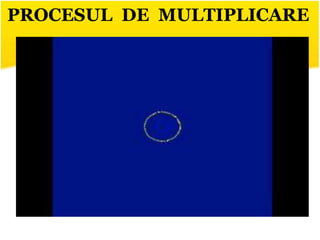 PROCESUL DE MULTIPLICARE
 