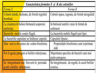 Caracteristica formelor S şi R ale coloniilor
Forma S Forma R
Colonii netede,lucitoare,de formă regulată
bombată.
Colonii opace,rugoase,de formă neregulată
La creștereaîn bulion formează suspensie
uniformă.
In bulionul nutritiv cresc în formă de
sediment.
Bacteriile mobile conțin flageli. Labacteriile mobileflagelii pot lipsi.
La bacteriile capsulare se întâlnesc capsule. Capsulele lipsesc.
Sânt active din punct de vederebiochimic. Proprietățile biochimice sunt exprimate
slab.
Pot fi agenţi patogeni ai bolilor infecțioase. Majoritatea speciilor de bacterii sunt mai
puțin patogene.
Se înregistrează mai frecvent în perioada
acută a bolilor infecțioase.
Se înregistrează, de regulă, în cazul bolilor
cronice.
 