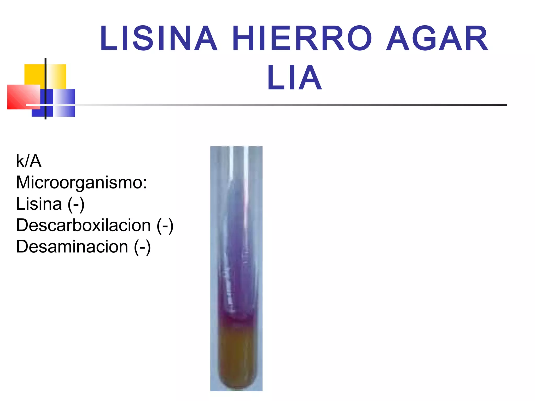LISINA HIERRO AGAR
LIA
k/A
Microorganismo:
Lisina (-)
Descarboxilacion (-)
Desaminacion (-)
 