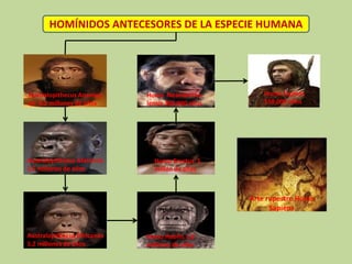 HOMÍNIDOS ANTECESORES DE LA ESPECIE HUMANA
Australopithecus Anamen
sis 4,2 millones de años
Australopithecus Afarensis
3,5 millones de años
Australopithecus Africanus
3,2 millones de años
Homo Habilis 1,8
millones de años
Homo Erectus 1
millón de años
Homo Neandertha-
lensis 300,000 años
Homo Sapiens
150,000 años
Arte rupestre Homo
Sapiens
 