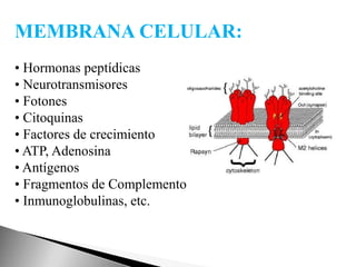MEMBRANA CELULAR:
• Hormonas peptídicas
• Neurotransmisores
• Fotones
• Citoquinas
• Factores de crecimiento
• ATP, Adenosina
• Antígenos
• Fragmentos de Complemento
• Inmunoglobulinas, etc.
 