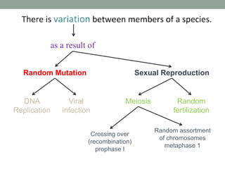 as a result of
Random Mutation Sexual Reproduction
DNA
Replication
Viral
infection
Meiosis Random
fertilization
Random assortment
of chromosomes
metaphase 1
Crossing over
(recombination)
prophase I
 