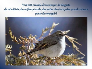 Você está cansado de recomeçar, do desgaste
da luta diária, da confiança traída, das metas não alcançadas quandoestava a
ponto de conseguir?
 