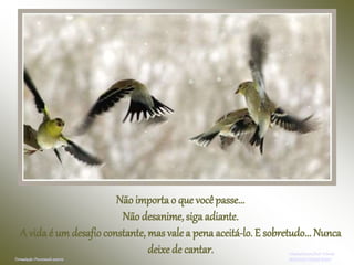 Não importa o que vocêpasse...
Não desanime, siga adiante.
A vida é um desafioconstante, mas vale a pena aceitá-lo. E sobretudo... Nunca
deixe de cantar. Adaptaçãoparaflash:Yolanda
PONTODO POWERPOINTFormatação:Procurandoautoria
 
