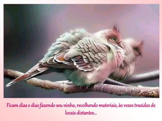 Ficamdias e dias fazendoseu ninho, recolhendo materiais, às vezes trazidos de
locais distantes...
 