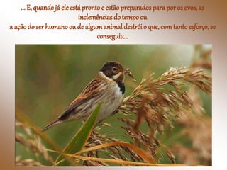 ... E, quando já ele estápronto e estãopreparados para por os ovos, as
inclemências do tempo ou
a açãodo ser humano ou de algumanimal destrói o que, comtantoesforço, se
conseguiu...
 