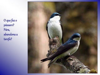 O que faz o
pássaro?
Pára,
abandona a
tarefa?
 