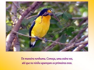 De maneiranenhuma. Começa, uma outra vez,
até que no ninho apareçamos primeiros ovos.
 