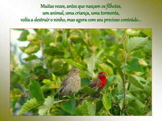 Muitas vezes, antes que nasçamos filhotes,
um animal, uma criança, uma tormenta,
voltaa destruir o ninho, mas agoracom seu precioso conteúdo...
 