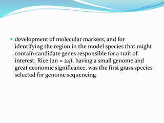  development of molecular markers, and for
identifying the region in the model species that might
contain candidate genes responsible for a trait of
interest. Rice (2n = 24), having a small genome and
great economic significance, was the first grass species
selected for genome sequencing
 