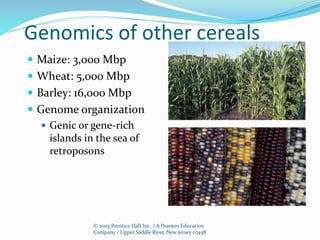 © 2005 Prentice Hall Inc. / A Pearson Education
Company / Upper Saddle River, New Jersey 07458
Genomics of other cereals
 Maize: 3,000 Mbp
 Wheat: 5,000 Mbp
 Barley: 16,000 Mbp
 Genome organization
 Genic or gene-rich
islands in the sea of
retroposons
 