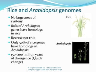 © 2005 Prentice Hall Inc. / A Pearson Education
Company / Upper Saddle River, New Jersey 07458
Rice and Arabidopsis genomes
 No large areas of
synteny
 80% of Arabidopsis
genes have homologs
in rice
 Reverse not true
 Only 50% of rice genes
have homologs in
Arabidopsis
 150–200 million years
of divergence (Quick
change)
Rice
Arabidopsis
 