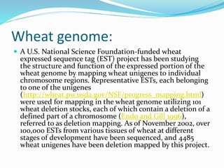 Wheat genome:
 A U.S. National Science Foundation-funded wheat
expressed sequence tag (EST) project has been studying
the structure and function of the expressed portion of the
wheat genome by mapping wheat unigenes to individual
chromosome regions. Representative ESTs, each belonging
to one of the unigenes
(http://wheat.pw.usda.gov/NSF/progress_mapping.html)
were used for mapping in the wheat genome utilizing 101
wheat deletion stocks, each of which contain a deletion of a
defined part of a chromosome (Endo and Gill 1996),
referred to as deletion mapping. As of November 2002, over
100,000 ESTs from various tissues of wheat at different
stages of development have been sequenced, and 4485
wheat unigenes have been deletion mapped by this project.
 