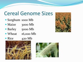 Cereal Genome Sizes
 Sorghum 1000 Mb
 Maize 3000 Mb
 Barley 5000 Mb
 Wheat 16,000 Mb
 Rice 420 Mb
 