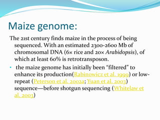 Maize genome:
The 21st century finds maize in the process of being
sequenced. With an estimated 2300-2600 Mb of
chromosomal DNA (6× rice and 20× Arabidopsis), of
which at least 60% is retrotransposon.
• the maize genome has initially been “filtered” to
enhance its production(Rabinowicz et al. 1999) or low-
repeat (Peterson et al. 2002a; Yuan et al. 2003)
sequence—before shotgun sequencing (Whitelaw et
al. 2003)
 