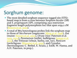 Sorghum genome:
 The most detailed sorghum sequence-tagged site (STS)-
based map is from a cross between Sorghum bicolor (SB)
and S. propinquum (SP), comprising 2512 restriction
fragment length polymorphism loci that span 1059.2 cM
(Bowers et al. 2003).
 A total of 865 heterologous probes link the sorghum map
to those of Saccharum (sugarcane: Ming et al. 1998), Zea
(maize: Bowers et al. 2003), Oryza (rice: Paterson et al.
1995, 2004), Pennisetum (millet, buffelgrass: Jessup et al.
2003), the Triticeae (wheat, barley, oat, rye), Panicum
(switchgrass: Missaoui et al. 2005), and Cynodon
(bermudagrass: C. Bethel, E. Sciara, J. Estill, W. Hanna, and
A.H. Paterson, in prep.).
 