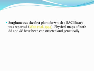  Sorghum was the first plant for which a BAC library
was reported (Woo et al. 1994). Physical maps of both
SB and SP have been constructed and genetically
 