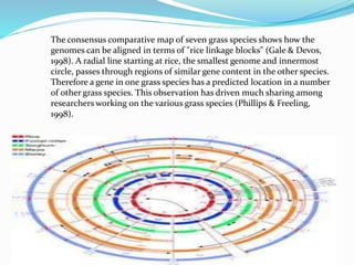 The consensus comparative map of seven grass species shows how the
genomes can be aligned in terms of "rice linkage blocks" (Gale & Devos,
1998). A radial line starting at rice, the smallest genome and innermost
circle, passes through regions of similar gene content in the other species.
Therefore a gene in one grass species has a predicted location in a number
of other grass species. This observation has driven much sharing among
researchers working on the various grass species (Phillips & Freeling,
1998).
 