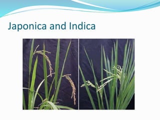 Japonica and Indica
 