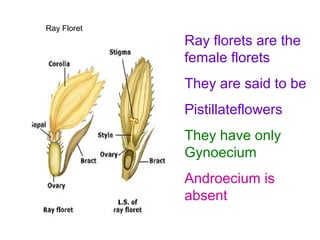 5. morphology of flowering parts (inflorescence) | PPT