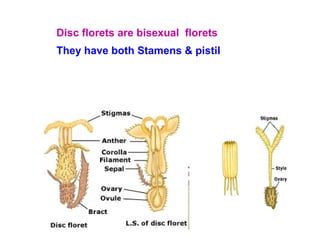 5. morphology of flowering parts (inflorescence) | PPT