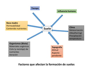 Suelo
Roca madre
Permeabilidad
Contenido nutrientes
Organismos (Biota)
Materiales orgánicos
Ciclo (y reciclaje) de
nutrientes
Aeración
Tiempo
Influencia humana
Clima
Meteorización
(Weathering)
Precipitación
temperatura
Topografía
Altitud
Aspecto
pendiente
Factores que afectan la formación de suelos
 