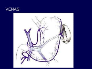 VENAS
 
