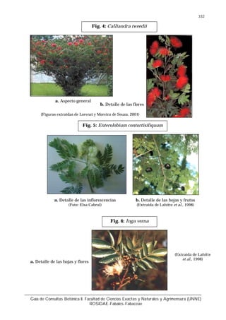 Guía de Consultas Botánica II. Facultad de Ciencias Exactas y Naturales y Agrimensura (UNNE)
ROSIDAE-Fabales-Fabaceae
332
Fig. 5: Enterolobium contortisiliquum
b. Detalle de las hojas y frutos
(Extraída de Lahitte et al., 1998)
Fig. 4: Calliandra tweedii
a. Aspecto general
b. Detalle de las flores
(Figuras extraídas de Lorenzi y Moreira de Souza, 2001)
Fig. 6: Inga verna
a. Detalle de las hojas y flores
(Extraída de Lahitte
et al., 1998)
a. Detalle de las inflorescencias
(Foto: Elsa Cabral)
 