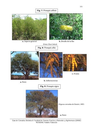 Guía de Consultas Botánica II. Facultad de Ciencias Exactas y Naturales y Agrimensura (UNNE)
ROSIDAE-Fabales-Fabaceae
333
(Fotos: Elsa Cabral)
Fig. 7: Prosopis affinis
a. Aspecto general b. Detalle de la flor
Fig. 9: Prosopis nigra
a. Porte
(Figuras extraídas de Dimitri, 1997)
Fig. 8: Prosopis alba
a. Porte
b. Inflorescencias
c. Frutos
 