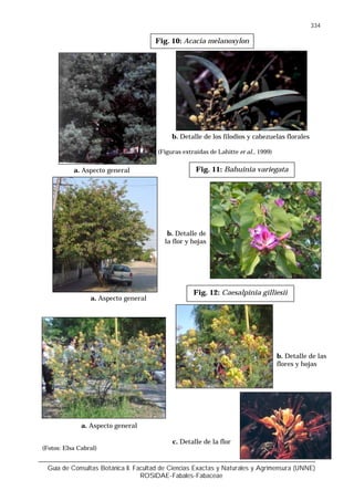 Guía de Consultas Botánica II. Facultad de Ciencias Exactas y Naturales y Agrimensura (UNNE)
ROSIDAE-Fabales-Fabaceae
334
(Fotos: Elsa Cabral)
Fig. 11: Bahuinia variegata
a. Aspecto general
b. Detalle de
la flor y hojas
Fig. 10: Acacia melanoxylon
a. Aspecto general
b. Detalle de los filodios y cabezuelas florales
(Figuras extraídas de Lahitte et al., 1999)
Fig. 12: Caesalpinia gilliesii
a. Aspecto general
b. Detalle de las
flores y hojas
c. Detalle de la flor
 