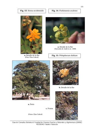 Guía de Consultas Botánica II. Facultad de Ciencias Exactas y Naturales y Agrimensura (UNNE)
ROSIDAE-Fabales-Fabaceae
335
Fig. 13: Senna occidentalis Fig. 14: Parkinsonia aculeata
a. Detalle de la flor
(Foto: Elsa Cabral)
a. Detalle de la flor
(Extraída de Judd et al., 1999)
b. Detalle de la flor
Fig. 15: Peltophorum dubium
a. Porte
(Fotos: Elsa Cabral)
c. Frutos
 