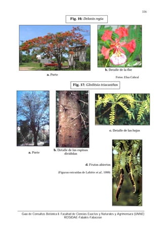 Guía de Consultas Botánica II. Facultad de Ciencias Exactas y Naturales y Agrimensura (UNNE)
ROSIDAE-Fabales-Fabaceae
336
Fotos: Elsa Cabral
Fig. 16: Delonix regia
Fig. 17: Gleditsia triacanthos
a. Porte
b. Detalle de las espinas
divididas
c. Detalle de las hojas
d. Frutos abiertos
(Figuras extraídas de Lahitte et al., 1999)
a. Porte
b. Detalle de la flor
 