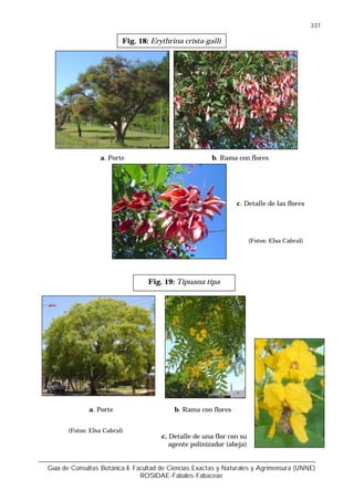 Guía de Consultas Botánica II. Facultad de Ciencias Exactas y Naturales y Agrimensura (UNNE)
ROSIDAE-Fabales-Fabaceae
337
Fig. 18: Erythrina crista-galli
a. Porte b. Rama con flores
(Fotos: Elsa Cabral)
c. Detalle de las flores
Fig. 19: Tipuana tipa
a. Porte b. Rama con flores
c. Detalle de una flor con su
agente polinizador (abeja)
(Fotos: Elsa Cabral)
 
