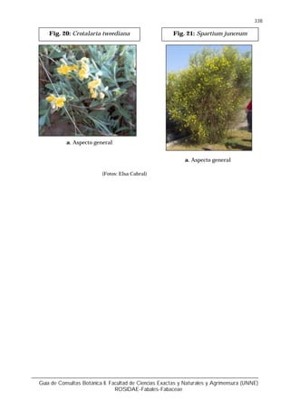 Guía de Consultas Botánica II. Facultad de Ciencias Exactas y Naturales y Agrimensura (UNNE)
ROSIDAE-Fabales-Fabaceae
338
Fig. 20: Crotalaria tweediana
a. Aspecto general
(Fotos: Elsa Cabral)
Fig. 21: Spartium junceum
a. Aspecto general
 