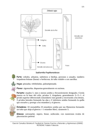 Guía de Consultas Botánica II. Facultad de Ciencias Exactas y Naturales y Agrimensura (UNNE)
ROSIDAE-Fabales-Fabaceae
325
Subfamilia Papilionoideae
Porte: árboles, arbustos, sufrútices o hierbas, perennes o anuales, también
trepadoras leñosas (lianas) o herbáceas, de tallo voluble o con zarcillos.
Hojas: pinnadas, trifolioladas, palmatipinnada.
Flores: zigomorfas, dispuestas generalmente en racimos.
Perianto: sépalos 5, más o menos unidos y frecuentemente desiguales. Corola
inserta en la base del cáliz, pétalos 5, irregulares, generalmente 2+2+1, el
pétalo superior diferenciado (estandarte) más grande y encerrando a los demás,
2 pétalos laterales formando las alas y 2 inferiores unidos formando la quilla
que envuelve y protege a los estambres y el gineceo.
Estambres: 10 monadelfos (9 estambres unidos por sus filamentos formando
un tubo que aloja al gineceo +1 estambre libre), raramente 5.
Gineceo: unicarpelar, súpero, linear, unilocular, con numerosos óvulos de
placentación parietal.
Detalle de la flor
Detalle del
estambre
Detalle del gineceo
Estilo
Estigma
Ovario
Fruto
Delonix regia
 