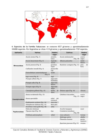 Guía de Consultas Botánica II. Facultad de Ciencias Exactas y Naturales y Agrimensura (UNNE)
ROSIDAE-Fabales-Fabaceae
327
4. Especies de la Familia Fabaceae: se conocen 657 géneros y aproximadamente
16400 especies. En Argentina se citan 113 géneros y aproximadamente 732 especies.
Subfamilia Nativas Nombre
vulgar
Exóticas Nombre
vulgar
Acacia aroma (Fig. 1) aromito,
tusca
Acacia melanoxylon
(Fig. 10)
acacia
negra
Acacia bonariensis (Fig. 2) ñapindá-
acacia
Albyzia polyantha timbó
blanco
Acacia praecox (Fig. 3) garabato
negro
Bauhinia variegata (Fig. 11) pata de
buey
Calliandra tweedii (Fig. 4) plumerillo
rojo
Enterolobium contortisiliquum
(Fig. 5)
timbó
Inga verna (Fig. 6) ingá
Prosopis affinis (Fig. 7) algarrobo-
ñandubay
Mimosoideae
Prosopis alba (Fig. 8) algarrobo
blanco
Prosopis nigra (Fig. 9) algarrobo
negro
Caesalpinia gilliesii (Fig. 12) barba de
chivo
Delonix regia (Fig. 16) chivato
Senna occidentalis (Fig. 13) Gleditsia triacanthos
(Fig. 17)
acacia
negra
Senna spectabilis árbol del
carnaval
Parkinsonia aculeata (Fig. 14) cina-cina
Peltophorum dubium (Fig. 15) ibirá-pitá
Caesalpinoideae
Erytrhina crista-galli (Fig. 18) seibo
Holocalyx balansae Arachis hypogaea maní
Tipuana tipa (Fig. 19) tipa Crotalaria tweediana
(Fig. 20)
Trifolium polymorphum trébol Lens culinaris lenteja
Medicago sativa alfalfa
Papilionoideae
Phaseolus lunatus poroto
manteca
Spartium junceum (Fig. 21) retama
 