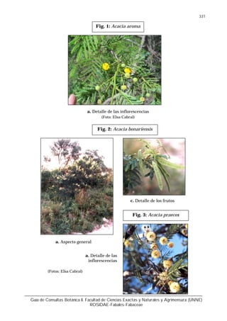 Guía de Consultas Botánica II. Facultad de Ciencias Exactas y Naturales y Agrimensura (UNNE)
ROSIDAE-Fabales-Fabaceae
331
(Fotos: Elsa Cabral)
Fig. 1: Acacia aroma
a. Detalle de las inflorescencias
(Foto: Elsa Cabral)
Fig. 2: Acacia bonariensis
a. Aspecto general
a. Detalle de las
inflorescencias
c. Detalle de los frutos
Fig. 3: Acacia praecox
 