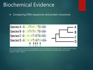 Biochemical Evidence
 Comparing DNA sequences and protein structures
http://www.qm.qld.gov.au/Find+out+about/Behind+the+Scenes/Molecular+identities+lab/~/media/Images/Find%20
out%20about/Behind%20the%20scenes/Molecular%20identities%20lab/Genetic%20labs/dna-and-species-
id.jpg?w=375&h=123&as=1
 