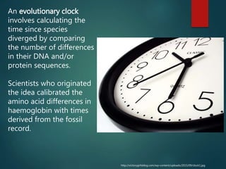 An evolutionary clock
involves calculating the
time since species
diverged by comparing
the number of differences
in their DNA and/or
protein sequences.
Scientists who originated
the idea calibrated the
amino acid differences in
haemoglobin with times
derived from the fossil
record.
http://victorygirlsblog.com/wp-content/uploads/2015/09/clock1.jpg
 