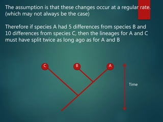 The assumption is that these changes occur at a regular rate.
(which may not always be the case)
Therefore if species A had 5 differences from species B and
10 differences from species C, then the lineages for A and C
must have split twice as long ago as for A and B
C B A
Time
 
