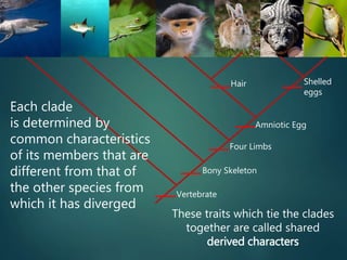 Vertebrate
Hair Shelled
eggs
Amniotic Egg
Four Limbs
Bony Skeleton
Each clade
is determined by
common characteristics
of its members that are
different from that of
the other species from
which it has diverged
These traits which tie the clades
together are called shared
derived characters
 