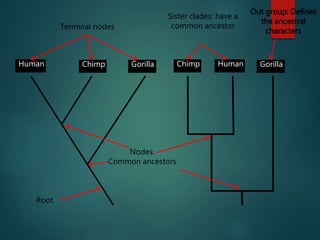 Human HumanChimp ChimpGorilla Gorilla
Root
Terminal nodes
Sister clades: have a
common ancestor
Out group: Defines
the ancestral
characters
Nodes:
Common ancestors
 