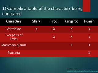 Characters Shark Frog Kangaroo Human
Vertebrae X X X X
Two pairs of
limbs
X X X
Mammary glands X X
Placenta X
1) Compile a table of the characters being
compared
Modified from:
http://www.bu.edu/gk12/eric/cladogram.pd
 