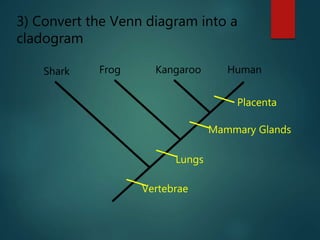 Shark Frog Kangaroo Human
Mammary Glands
Lungs
Vertebrae
Placenta
3) Convert the Venn diagram into a
cladogram
 