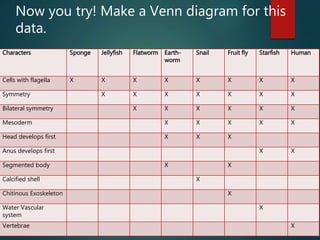 Characters Sponge Jellyfish Flatworm Earth-
worm
Snail Fruit fly Starfish Human
Cells with flagella X X X X X X X X
Symmetry X X X X X X X
Bilateral symmetry X X X X X X
Mesoderm X X X X X
Head develops first X X X
Anus develops first X X
Segmented body X X
Calcified shell X
Chitinous Exoskeleton X
Water Vascular
system
X
Vertebrae X
Now you try! Make a Venn diagram for this
data.
 