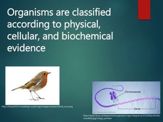 Organisms are classified
according to physical,
cellular, and biochemical
evidence
http://thesis2010.micadesign.org/kropp/images/research/bird_icon.png
http://www2.le.ac.uk/departments/genetics/vgec/diagrams/21%20Gene%20u
nravelled.jpg/image_preview
 