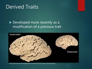 Derived Traits
 Developed more recently as a
modification of a previous trait
http://phenomena.nationalgeographic.com/files/2013/01/Human_chimp-brain.jpg
 