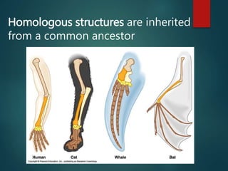 Homologous structures are inherited
from a common ancestor
 